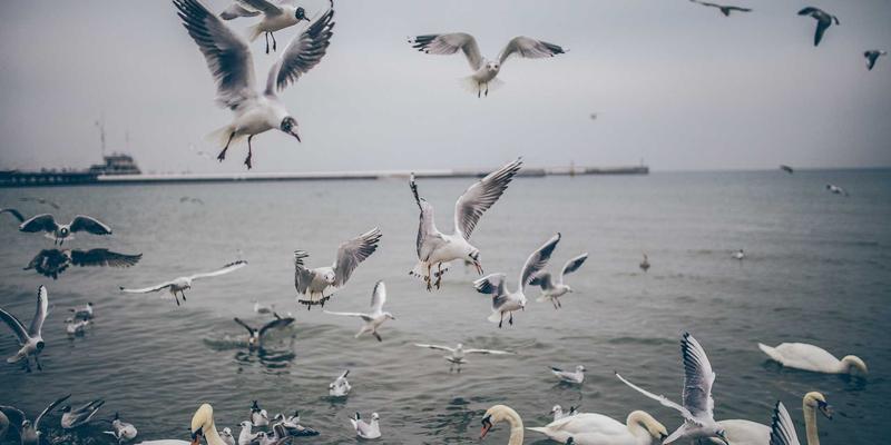 搞笑视频33：解码当代幽默短片如何成为全民娱乐分享新宠