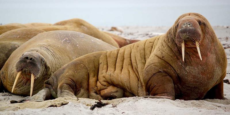 职场减压神器：办公室主题搞笑视频的创作秘诀与受众心理深度解析